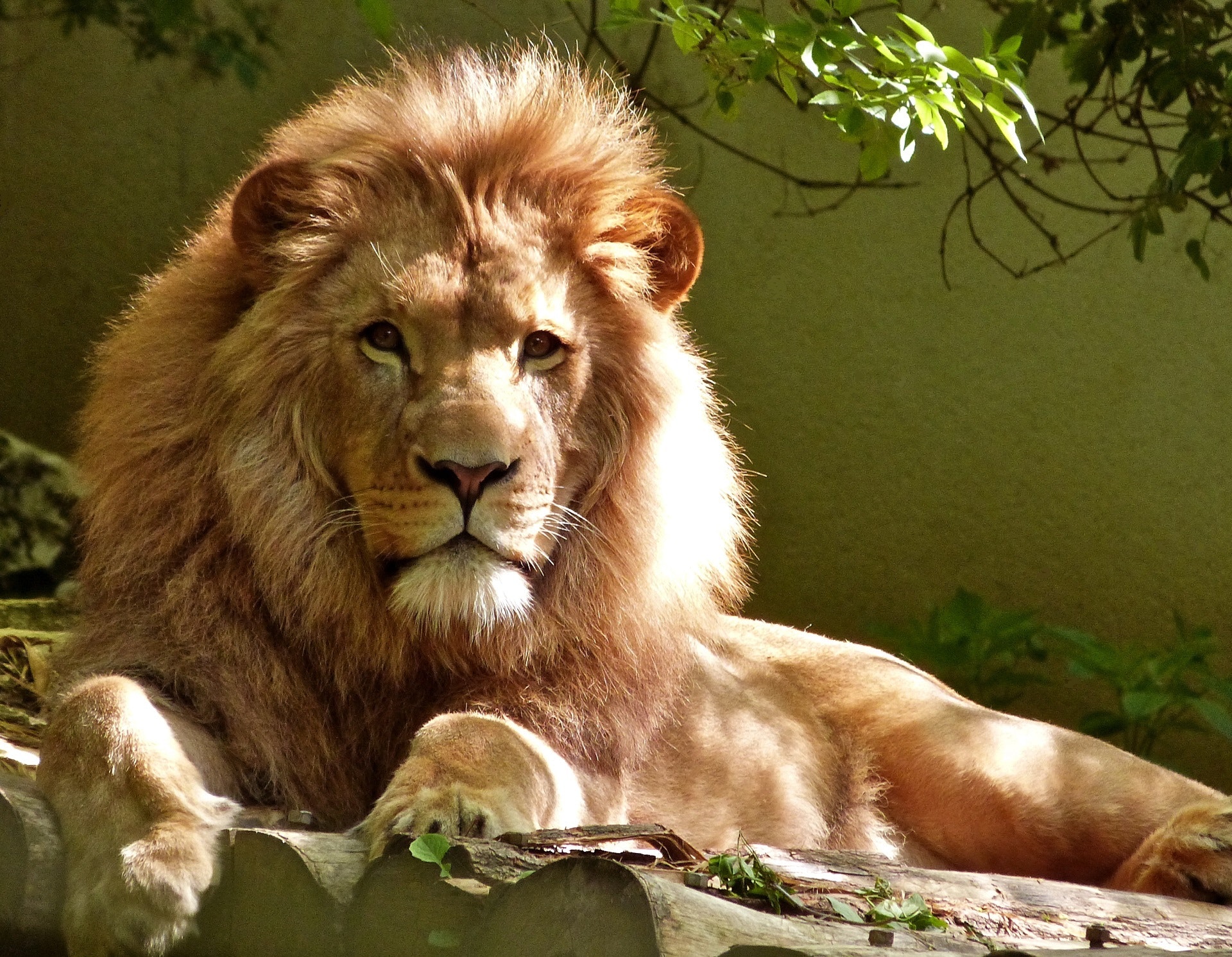 Portrait photo of a lion on the zoo